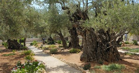 The Garden Of Gethsemane Today Fasci Garden