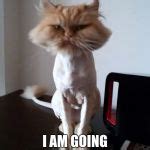 Shaved Pussy Cat Meme Generator Imgflip