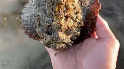 Cattura Il Pesce Pietra Il Pi Velenoso Del Mondo A Mani Nude Il Video