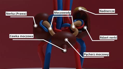 Projekt W Blenderze Uk Ad Moczowy Youtube