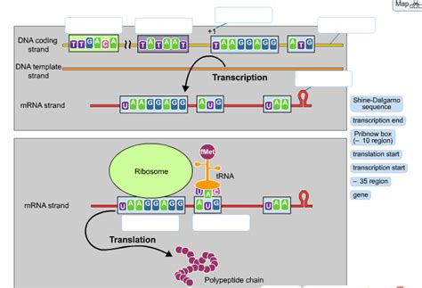 Solved DNA coding strand DNA template strand mRNA strand | Chegg.com