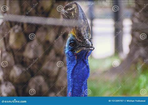 Closeup Portrait Of A Blue Cassowary Bird In Zoo Thailand Stock Image