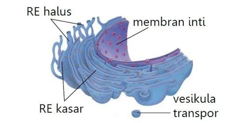 Gambar Retikulum Endoplasma Kasar Dan Fungsinya – analisis