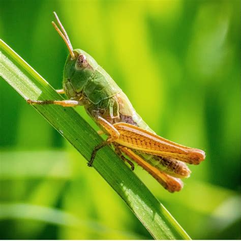 Combat Grasshoppers In Your Garden Effective Strategies