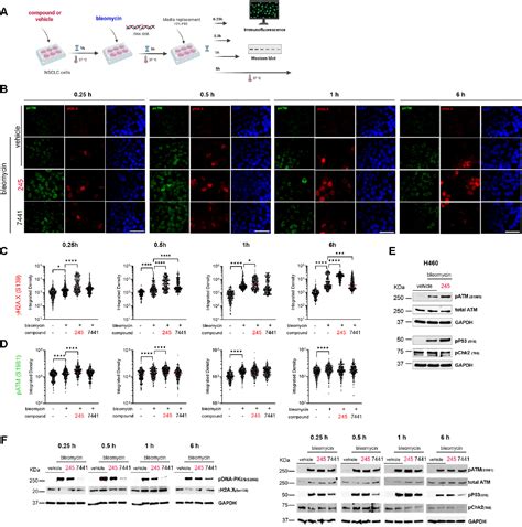 Figure From Kudna Binding Inhibitors Modulate The Dna Damage