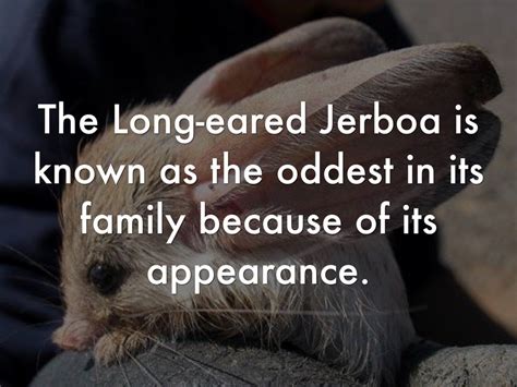 Long-eared Jerboa Fun Facts by Hayley Abel