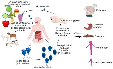 Giardia Lamblia Life Cycle