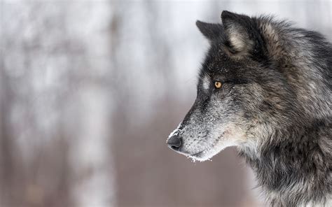 Great Lakes Wolf Symposium Northland College