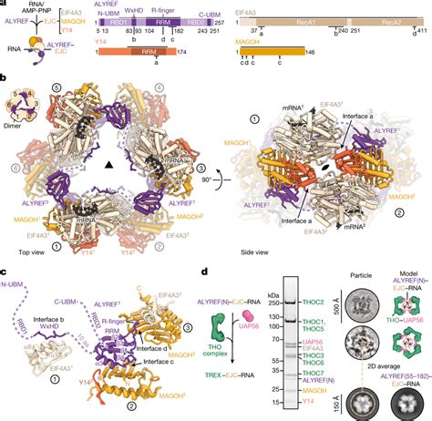 Structure Of An Alyrefejc Oligomer A Assembly Scheme Left And