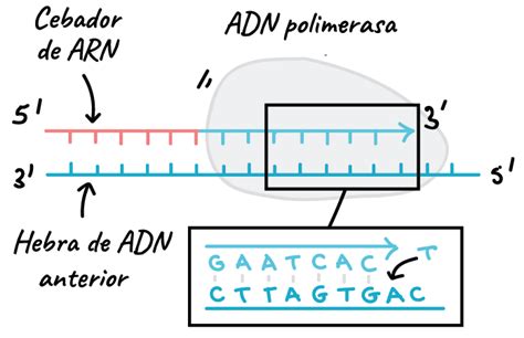 Mortal Palacio De Los Ni Os Radio Cual Es La Cadena Molde Del Adn