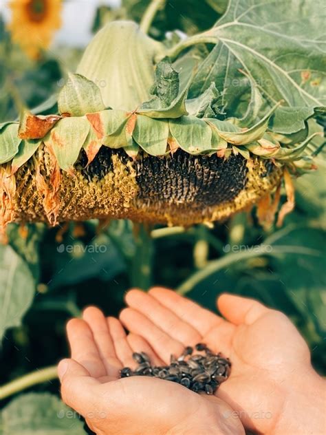 Sunflower harvest Stock Photo by David_Tanke | PhotoDune