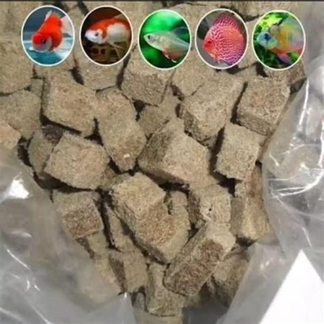 Jual Makanan Ikan Cacing Sutra Kering Tubifex Sutra Burayak Isi 5 Gram