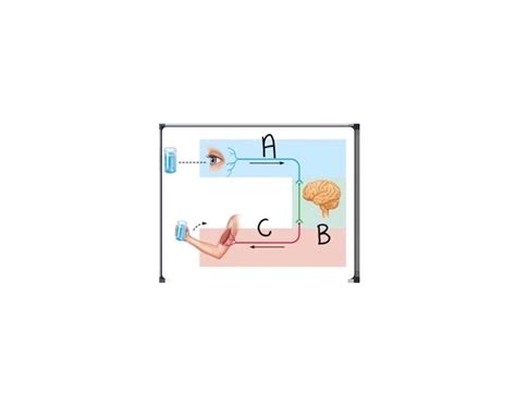 CNS function Quiz