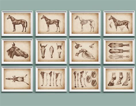 12 Horse Anatomy Posters Equine Anatomy Art Animal Anatomy | Etsy UK