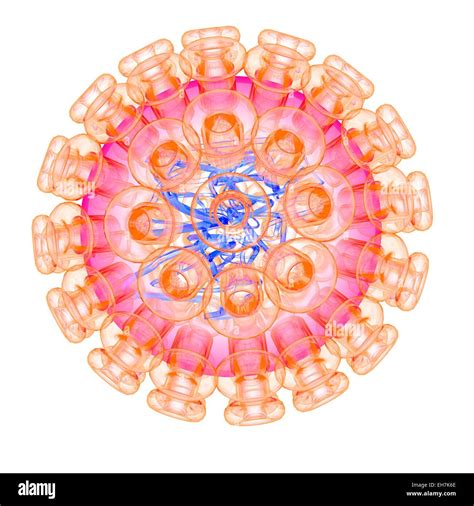 Herpes Simplex Type Virus Illustration Stock Photo Alamy