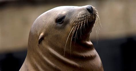 Very Pregnant Sea Lion Found On California Golf Course Is Returned To