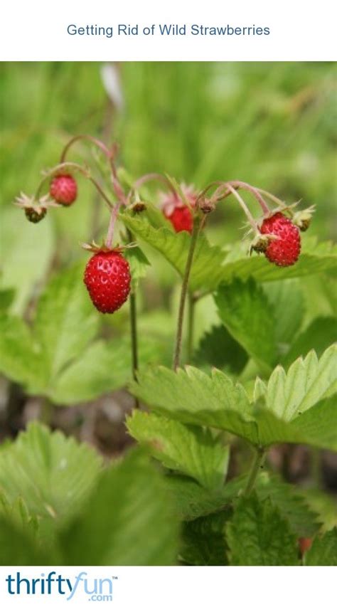 Getting Rid Of Wild Strawberries Thriftyfun