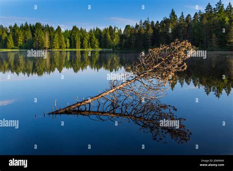 Fallen Tree Forest And Blue Sky Reflected On Water Surface Of Lake