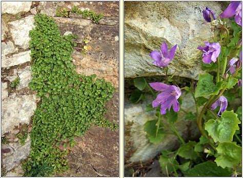 Irish Wildflowers Adria Bellflower Campanula Portenschlagiana