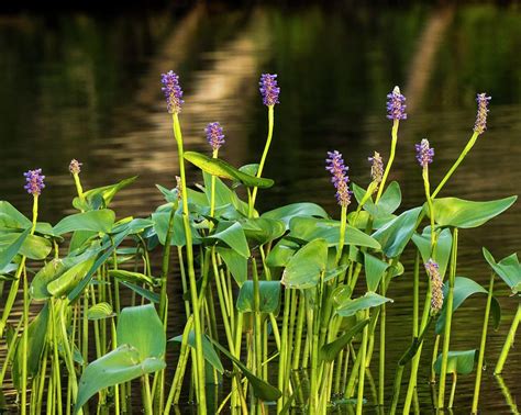 10 Popular Pond Plants Pond Plants Plants Cool Plants