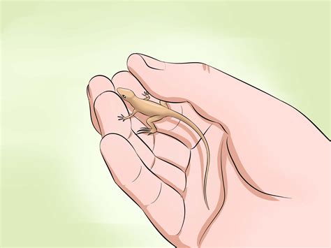 3 Ways To Catch A Wild Lizard And Hold It Wikihow