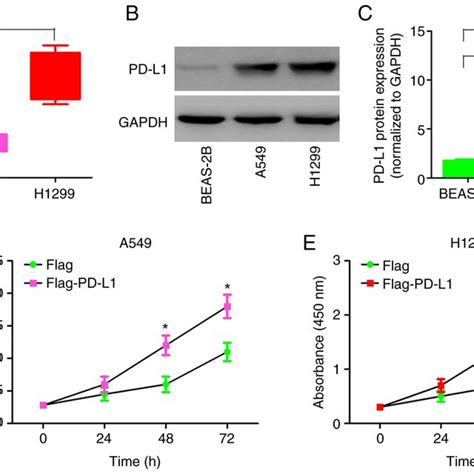 PD L1 Promotes The Proliferation Of Non Small Cell Lung Cancer Cells