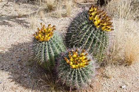 610+ Barrel Cactus Fruit Stock Photos, Pictures & Royalty-Free Images - iStock