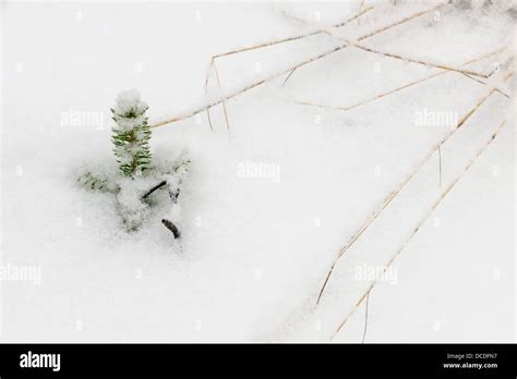 Picea Glauca Tiny Hi Res Stock Photography And Images Alamy