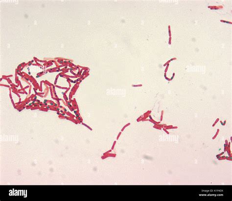 Bacillus Subtilis Hi Res Stock Photography And Images Alamy