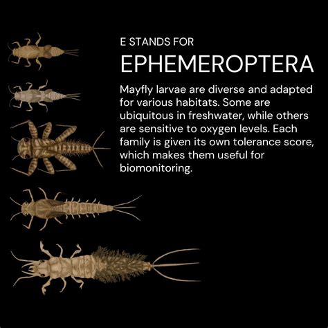 Why are EPT taxa so important? - Healthy Headwaters Lab