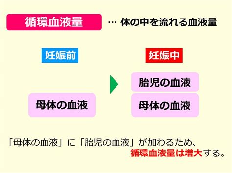 応用妊娠母体の変化 SGSブログ