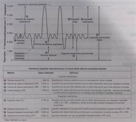 Module Et Les Effets De L Activit Sur Le Syst Me Respiratoire Et