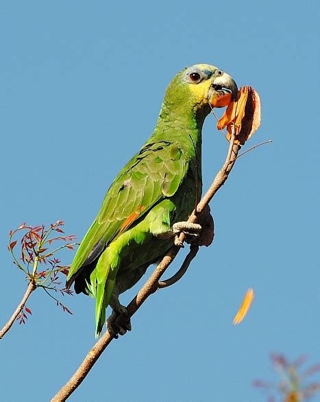 Loro Guaro Especies De Cimitarra Santander Naturalista Colombia