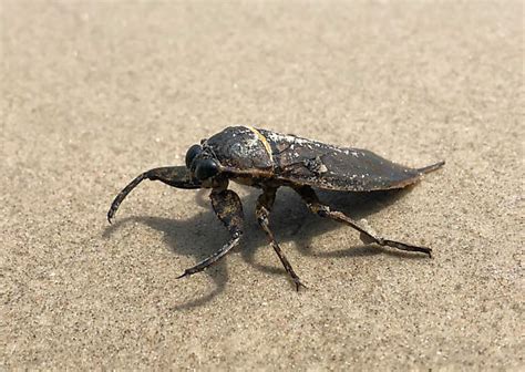 Some Giant Water Bug Lethocerus Medius Bugguide Net