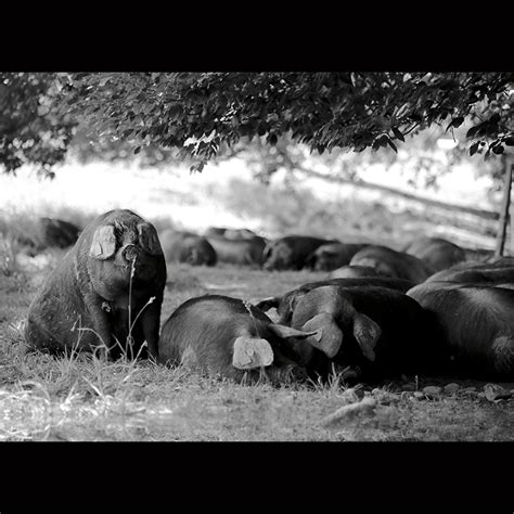 Boudin De Porc Noir De Bigorre