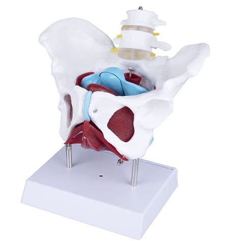 Buy Faruijie Female Pelvis Anatomy Model Pelvic Floor Muscles