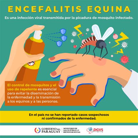 Encefalitis Equina Cu L Es El Riesgo De Transmisi N En Humanos Y C Mo