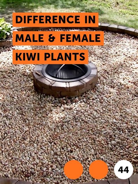 Learn Difference In Male And Female Kiwi Plants How To Guides Tips And