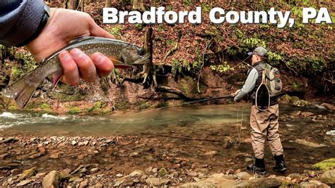 Fly Fishing For Wild Native Brook Trout Bradford County Pa Youtube