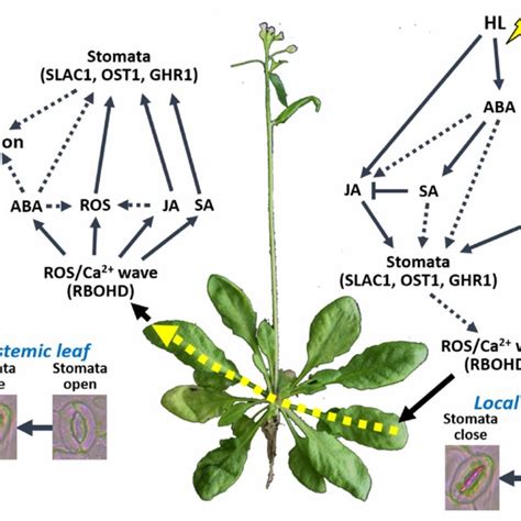 Regulation Of Plant Responses To Stress Combination By Hormone And Download Scientific Diagram