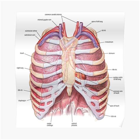 "Chest Anatomy - Human Body" Poster for Sale by Hoorahville | Redbubble