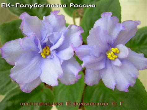 Фиалка ЕК - Голубоглазая Россия
