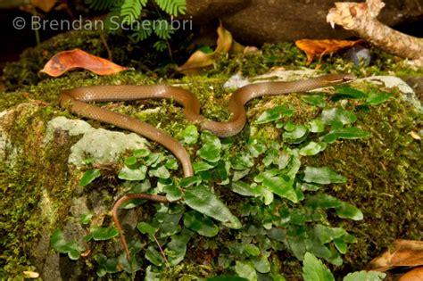 Marsh Black Bellied Swamp Snake Central Qld Coast Landcare Network