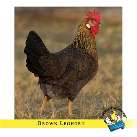 Brown Leghorn Chickens For Sale Online | Cackle Hatchery