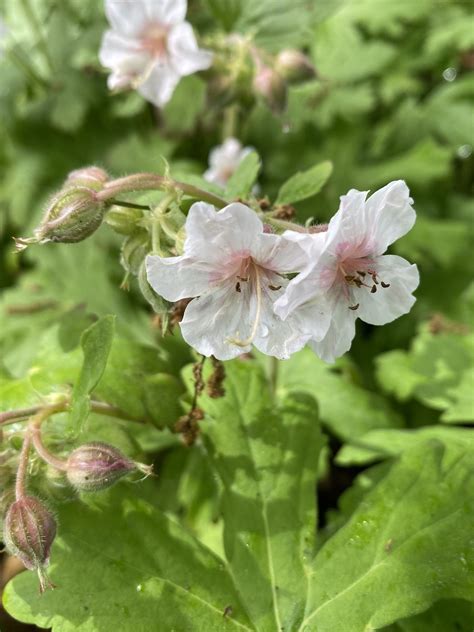 Geranium Macrorrhizum Glacier Beth Chattos Plants