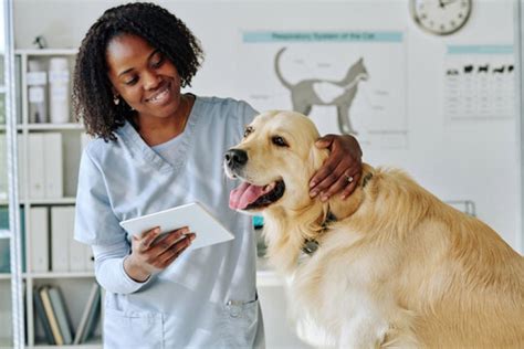 Ultrassom Veterinário Odontológico Monte Cabrão Ultrassom de Tártaro