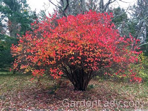 a tree with red leaves on it in the middle of some grass and trees ...