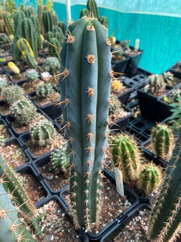 Dawsons Peru John X Dawsons Chiloensis Cm Cutting Mrprickles Australia