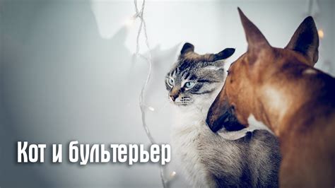 Бультерьер и кот. Минибуль Данчик и тайский котик Пиксель - YouTube