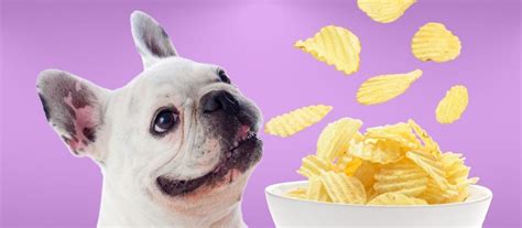 Can Dogs Eat Potato Chips The Risks And Benefits